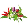 image:imageClick and Grow Smart Chili Pepper Plant Pod Mix 9Pack