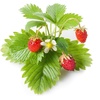 image:imageClick and Grow Smart Fruit and Veggie Plant Pod Mix 9Pack