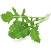 image:imageClick and Grow Smart Garden Arugula Plant Pods 9Pack