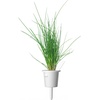 image:imageClick and Grow Smart Garden Chives Plant Pods 9Pack3pack