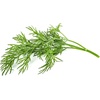 image:imageClick and Grow Smart Garden Dill Plant Pods 9Pack3pack
