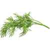 image:imageClick and Grow Smart Garden Dill Plant Pods 9Pack9pack