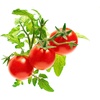 image:imageClick and Grow Smart Garden Mini Tomato Plant Pods 9Pack3pack