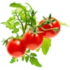 image:imageClick and Grow Smart Garden Mini Tomato Plant Pods 9Pack9pack