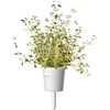 image:imageClick and Grow Smart Garden Thyme Plant Pods 9Pack9pack