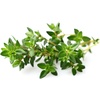image:imageClick and Grow Smart Garden Thyme Plant Pods 9Pack9pack