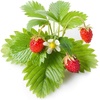 image:imageClick and Grow Smart Garden Wild Strawberry Plant Pods 9Pack3pack