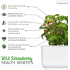 image:imageClick and Grow Smart Garden Wild Strawberry Plant Pods 9Pack3pack