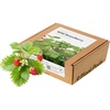 image:imageClick and Grow Smart Garden Wild Strawberry Plant Pods 9Pack9pack