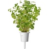 image:imageClick and Grow Smart Garden Oregano Plant Pods 3Pack3pack