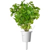 image:imageClick and Grow Smart Garden Plain Parsley Plant Pod 3Pack3pack