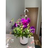image:imageMini Smart Planter Kit with Petunia Plant Pods by ClickampGrow Hydrovase Indoor Garden SelfWatering Pot with Grow Light WhiteWhite