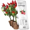 image:imageClick and Grow Chili Pepper Plant Pods 3pack3pack