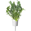 image:imageClick and Grow Smart Garden Arugula Plant Pods 3Pack3pack