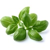 image:imageClick and Grow Smart Garden Basil Plant Pods 3Pack3pack