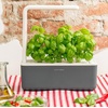 image:imageClick and Grow Smart Garden Basil Plant Pods 3Pack3pack