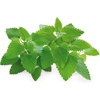 image:imageClick and Grow Smart Garden Catnip Plant Pods 3Pack3pack