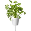 image:imageClick and Grow Smart Garden CilantroCoriander Plant Pods 3Pack