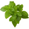 image:imageClick and Grow Smart Garden Dwarf Basil Plant Pods 3Pack3pack