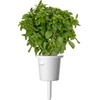 image:imageClick and Grow Smart Garden Dwarf Basil Plant Pods 3Pack3pack