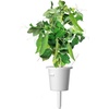 image:imageClick and Grow Smart Garden Dwarf Pea Plant Pods 3Pack