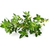 image:imageClick and Grow Smart Garden Grey 3 Basil Pods Included and Thyme Plan Pods 3Pack Bundle