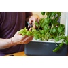 image:imageClick and Grow Smart Garden Grey 3 Basil Pods Included and Thyme Plan Pods 3Pack Bundle