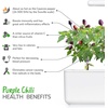 image:imageClick and Grow Smart Garden Purple Chili Plant Pods 3Pack3pack