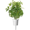 image:imageClick and Grow Smart Garden Thai Basil Plant Pods 3Pack3pack