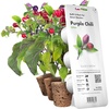 image:imageClick and Grow Smart Garden Purple Chili Plant Pods 3Pack3pack