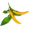 image:imageClick amp Grow Replacement Pots of Yellow Chilli Soil Pack of 3 Capsules