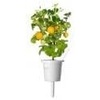 image:imageClick amp Grow SGR57x3 3 pcs Cherry Tomato Starter kit3pack