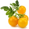 image:imageClick amp Grow SGR57x3 3 pcs Cherry Tomato Starter kit3pack