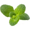 image:imageClick and Grow Smart Garden Apple Mint Plant Pods 3Pack