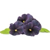 image:imageClick and Grow Smart Garden Black Pansy Plant Pods 3Pack3pack