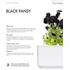 image:imageClick and Grow Smart Garden Black Pansy Plant Pods 3Pack3pack