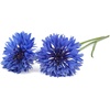 image:imageClick and Grow Smart Garden Cornflower Plant Pods 3Pack3pack