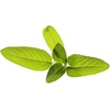 image:imageClick and Grow Smart Garden Garden Sage Plant Pods 3Pack3pack