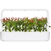 image:imageClick and Grow Smart Garden Piri Piri Chili Plant Pods 3Pack