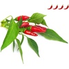 image:imageClick and Grow Smart Garden Piri Piri Chili Plant Pods 3Pack