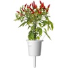 image:imageClick and Grow Smart Garden Piri Piri Chili Plant Pods 3Pack