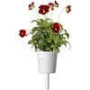 image:imageClick and Grow Smart Garden Red Pansy Plant Pods 3Pack3pack