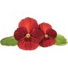 image:imageClick and Grow Smart Garden Red Pansy Plant Pods 3Pack3pack