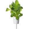 image:imageClick and Grow Smart Garden Romaine Lettuce Plant Pods 3Pack