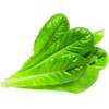 image:imageClick and Grow Smart Garden Romaine Lettuce Plant Pods 3Pack