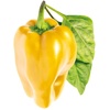 image:imageClick and Grow Smart Garden Yellow Sweet Pepper Plant Pods 3Pack3pack