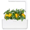 image:imageClick and Grow Smart Garden Yellow Sweet Pepper Plant Pods 3Pack3pack