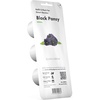 image:imageClick and Grow Smart Garden Black Pansy Plant Pods 3Pack3pack