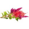 image:imageClick and Grow Smart Garden Cockscomb Plant Pods 3Pack3pack