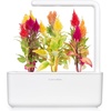 image:imageClick and Grow Smart Garden Cockscomb Plant Pods 3Pack3pack